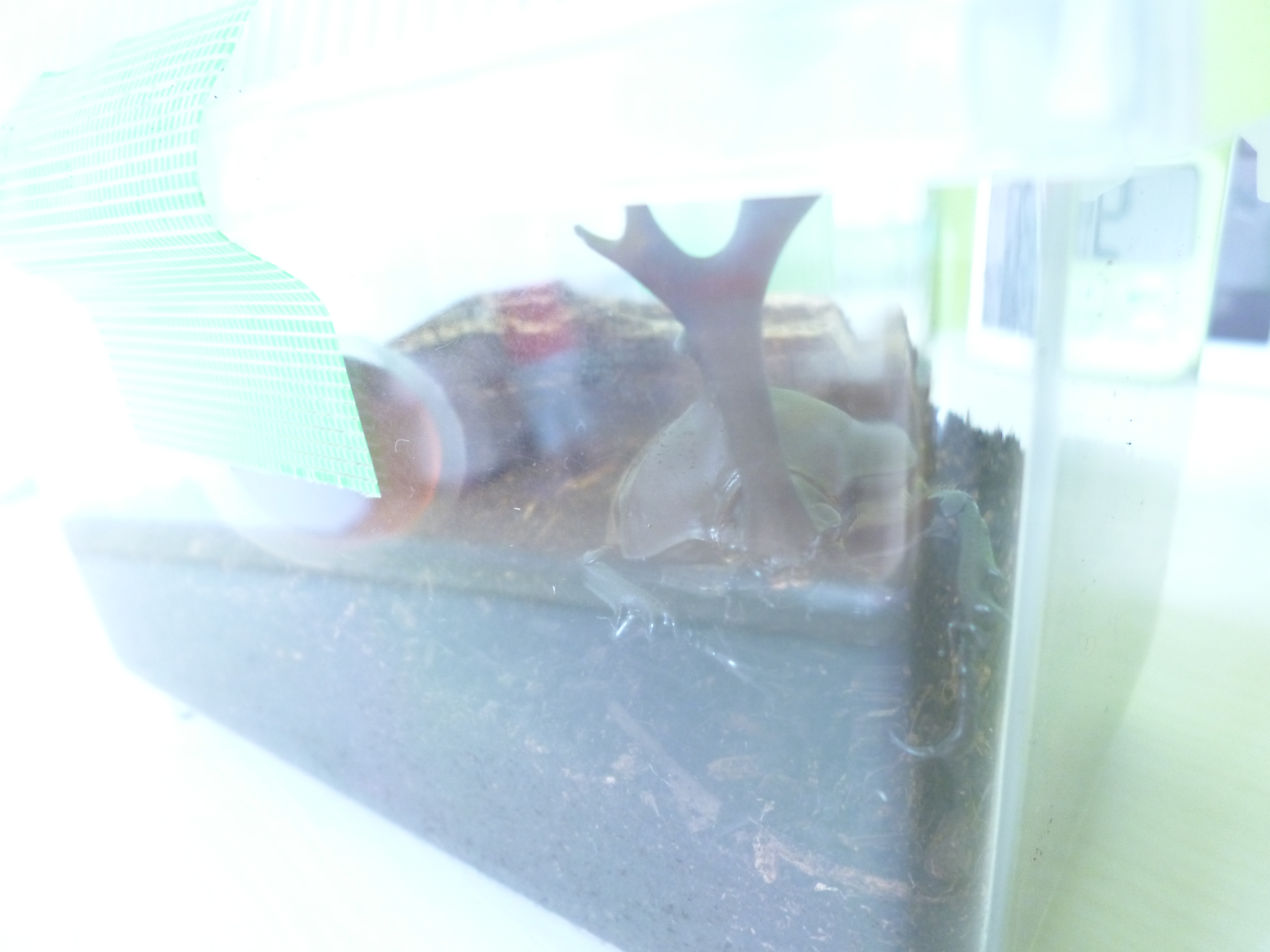 カブトムシがやってきたよ(^^♪