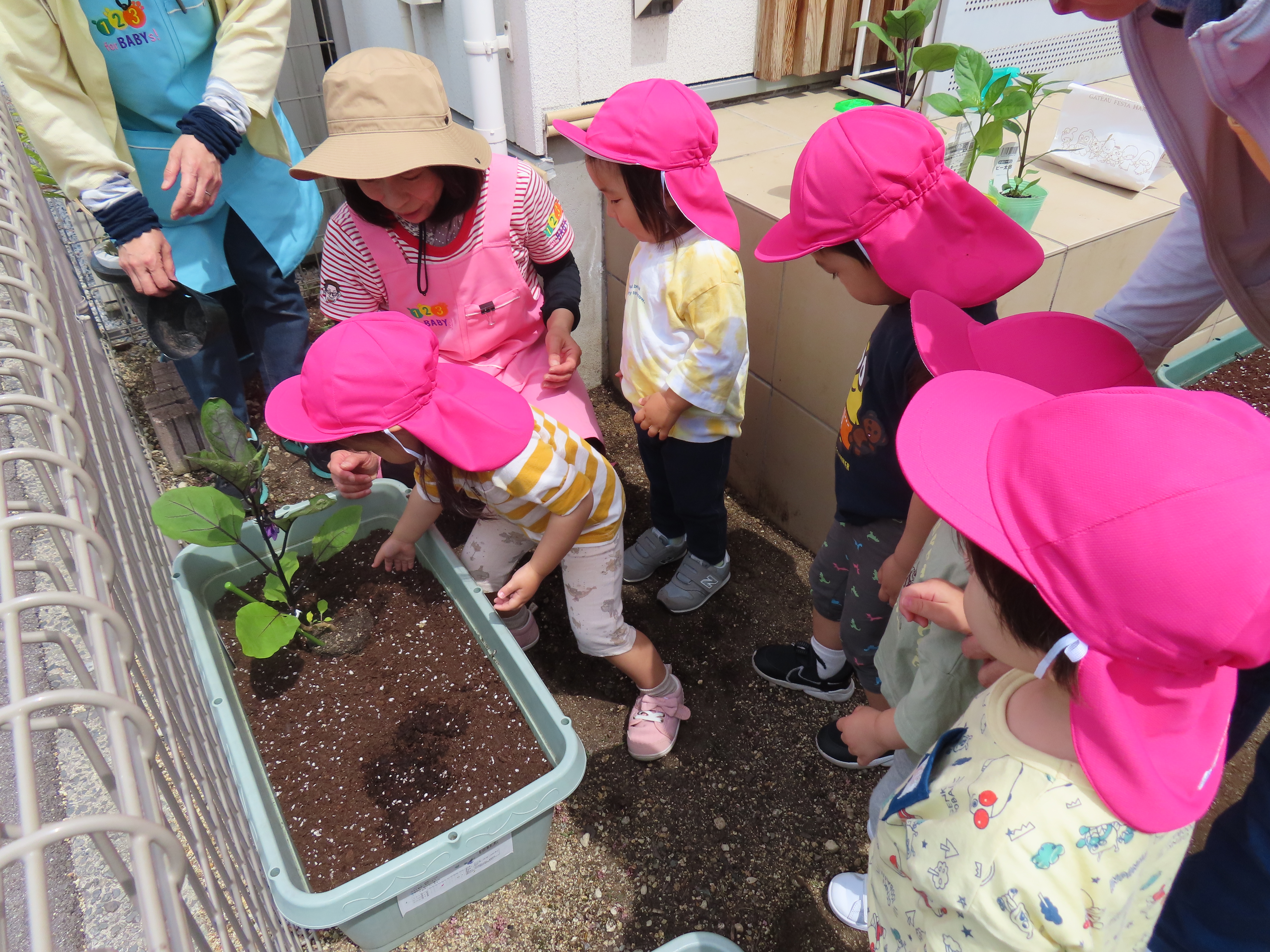 苗植え(*^^*)