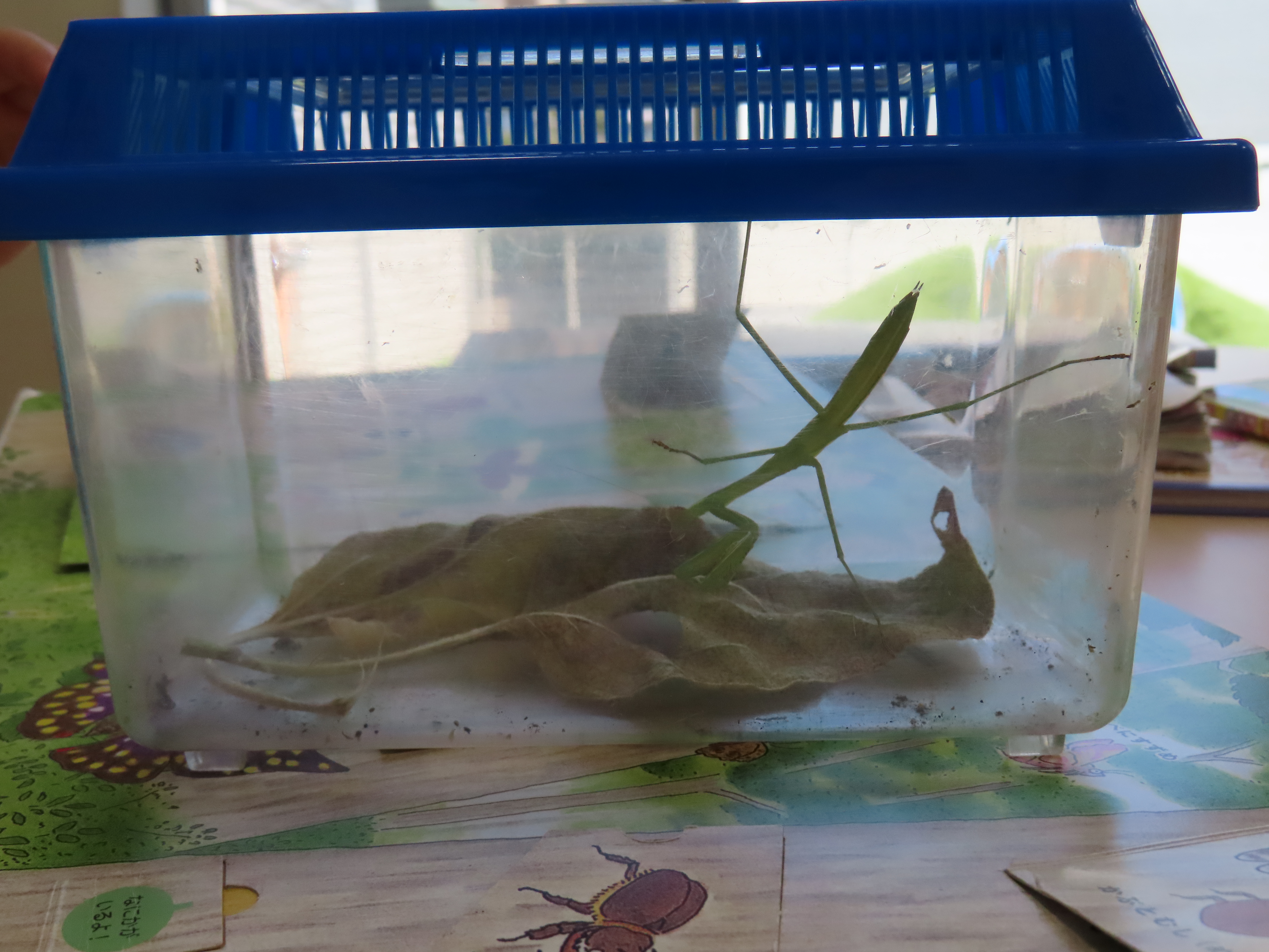 カマキリ見つけたよ👀