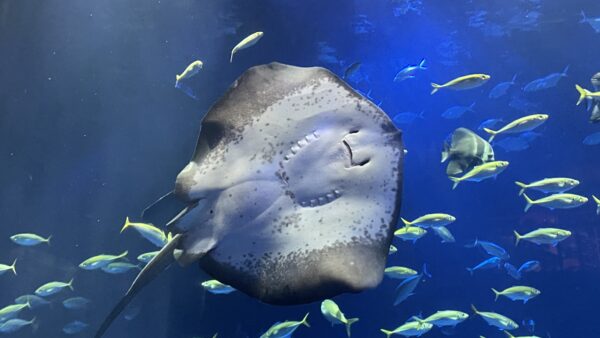 四国水族館🐟